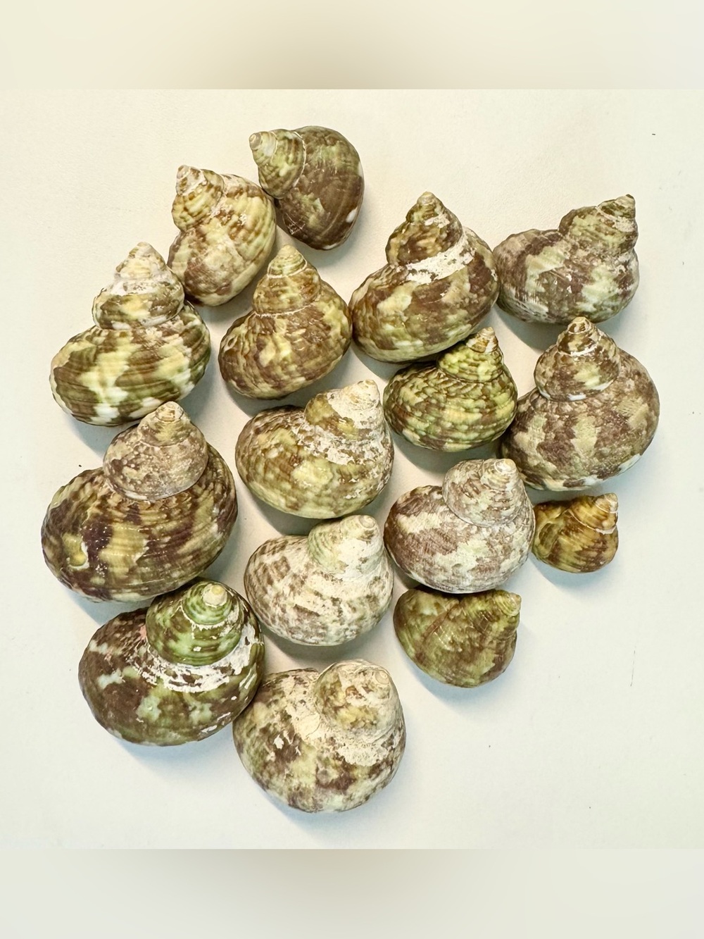 16 Natural Green Turbo Shells 0.25-0.75" Hermit Crab Changing Growth Pack